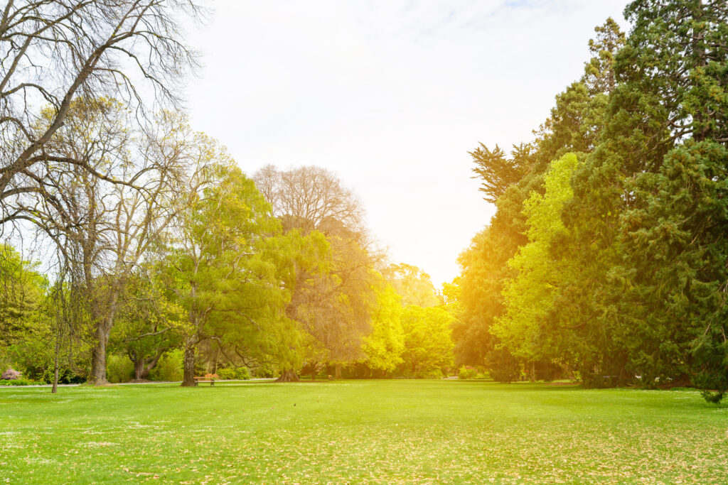 Beautiful park scene in public park with green grass field, gree Sleep Assured Daytime Habits